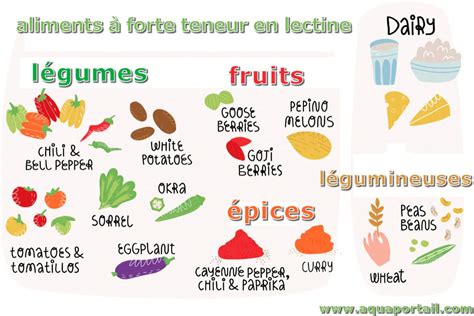 Lectine définition et explications