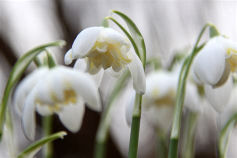 How To Grow Snowdrops Easton Estate And Walled Gardens