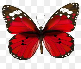 Farfalla Insetto Limenitis Arthemis Clip Art Rosso Farfalla