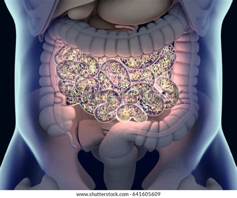 Gut Bacteria Gut Flora Microbiome Bacteria Stock Illustration 641605609