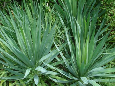 Rochelle Wallace Green Spiky Plant With White Flowers Trailing Ahead