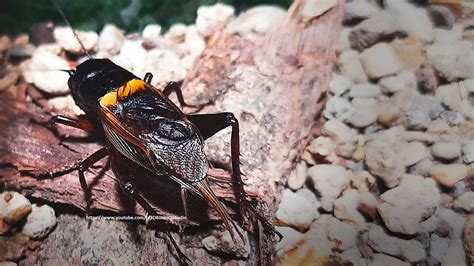 The Sound Of Three Male Crickets Chirping At Night Youtube