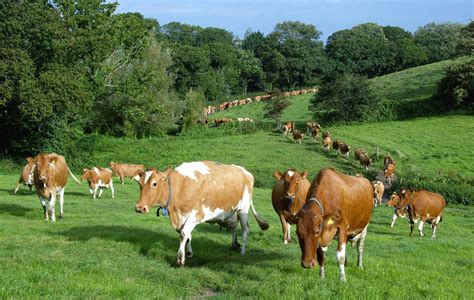 The Guernsey Cow Guernsey Butter