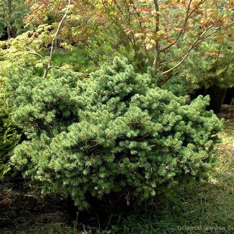 Picea Abies Pygmaea Kiefer Nursery Trees Shrubs Perennials