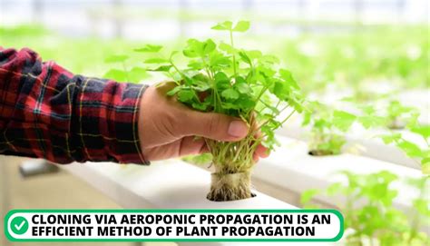 DIY Aeroponics: 10 Essential Steps For Building Your System