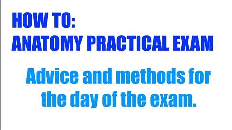 Practical Practical Advice How To Approach An Anatomy Practical Exam