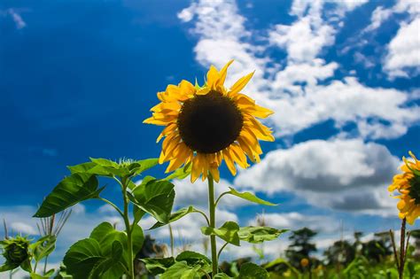 Sonnenblume Singida Tansania Kostenloses Foto Auf Pixabay Pixabay