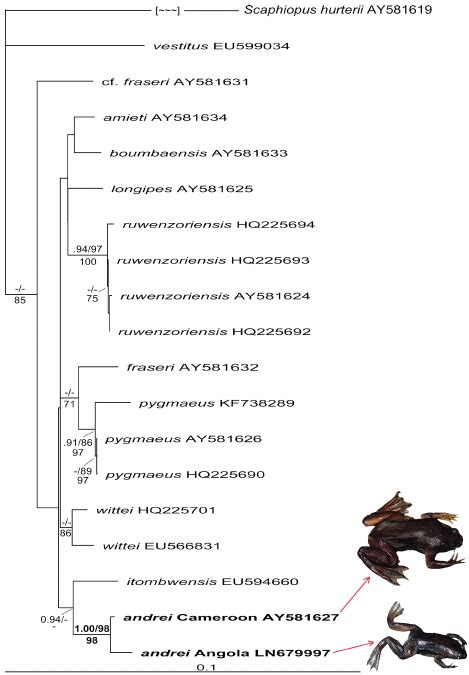 Phylogeny Of African Clawed Frogs Based On The S Mitochondrial Gene