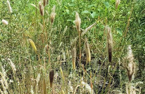 Finger Grass Chloris Barbata Ausemade