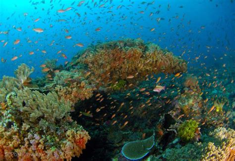 Bali's Scuba Diving: Bali’s Dive Sites Offer Great Diversity