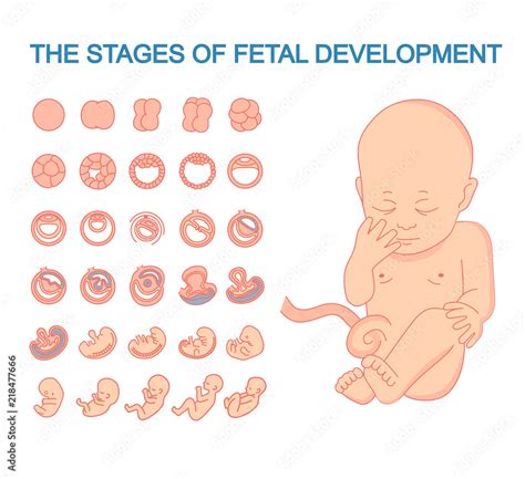 Illustration Of A Baby In The Womb Vector Illustration Stages Of Fetal