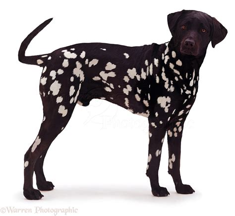 Dog: Inverse black Dalmatian photo WP04944