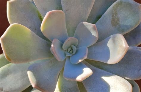 Echeveria Asante Sana Giromagi Cactus