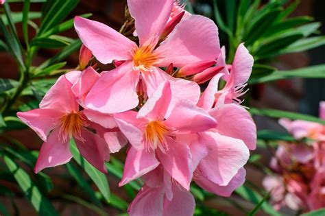 Las 29 Flores De Verano Más Alegres Con Nombres Y Fotos