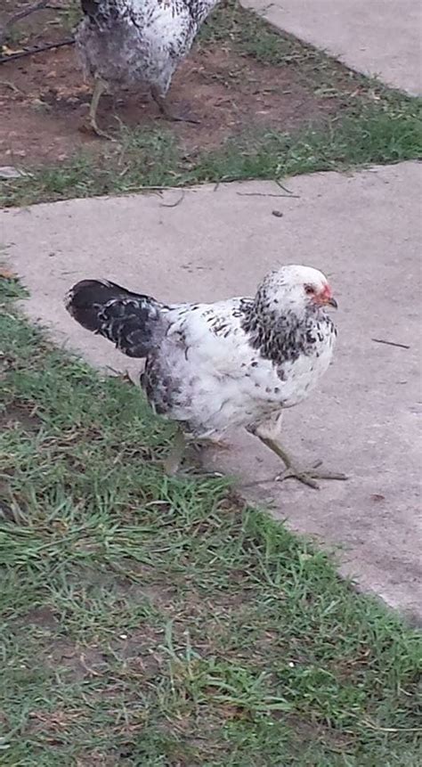 Ameraucana Roos Or Pullets Backyard Chickens Learn How To Raise