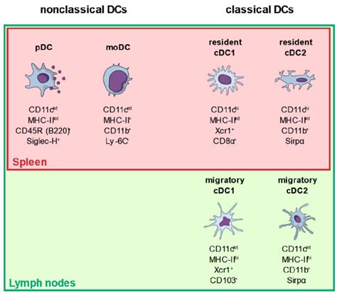 Dendritic cell classes and common surface markers used for ...