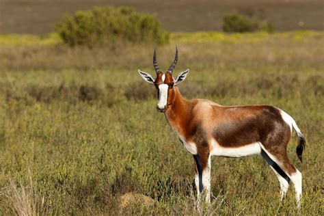 Graceful Bontebok Captured In A Perfect Pose