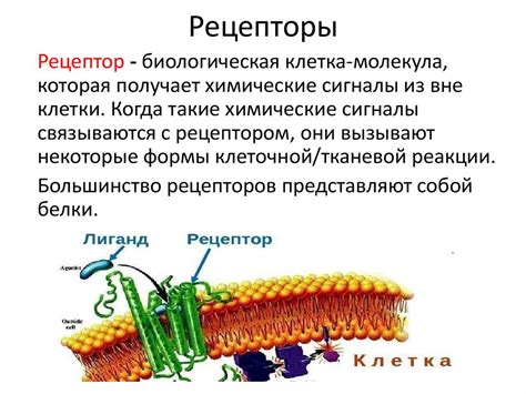 Химическое строение рецепторов и лигандов. Агонисты и антогонисты ...