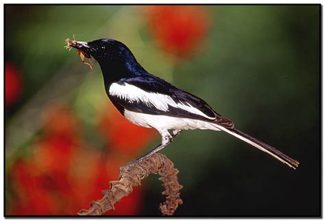 Foto Foto Burung Kacer Keren Gan ~ Info Burung