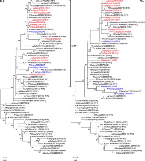 Phylogenetic Tree Based On Ha And Na Nucleotide Sequences Of Download Scientific Diagram