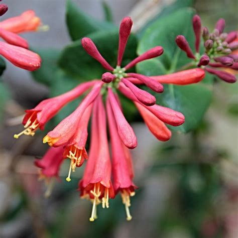 Red Honeysuckle Muddy Trowel