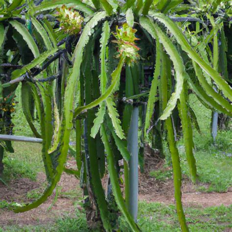 High Density Dragon Fruit Plantation Spacing Plants Per Acre