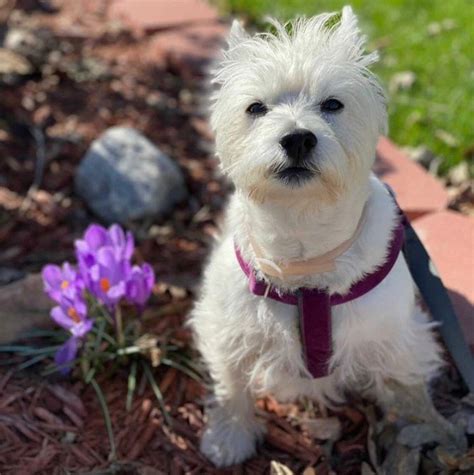 Plum Purple Velvet Dog Collar Leash or Harness With - Etsy