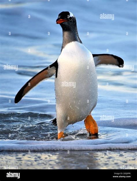 Happy Penguins Hi Res Stock Photography And Images Alamy