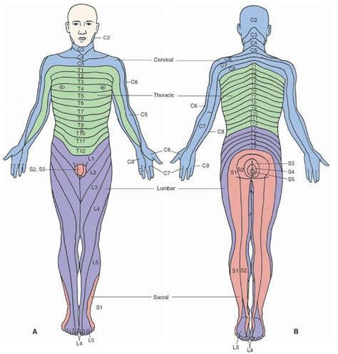 The Spinal Cord (Organization of the Central Nervous System) Part 2