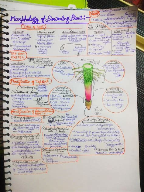 Morphology Of Flowering Plants Biology Notes Science Notes Neet Notes