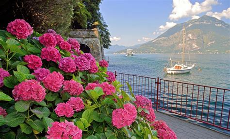 What are the most popular flowers in Italy - Times Lifestyle