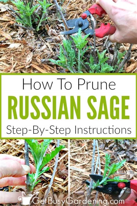 Pruning Russian Sage Step By Step Instructions Get Busy Gardening