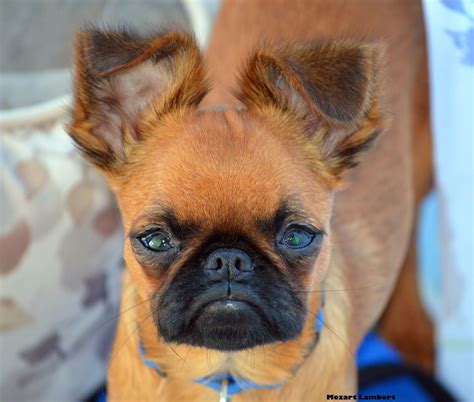 Belgian Griffon