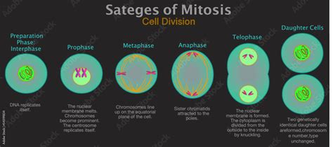 Plakat Mitosis Phases Cell Division Diagram Cycle Stages Membrane