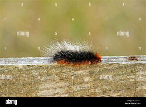 garden tiger moth arctia caja caterpillar  larva stock photo alamy