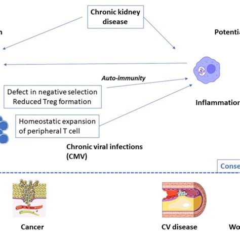 End Stage Renal Disease Related Inflammaging Main Causes And Download Scientific Diagram