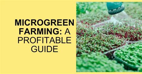 Microgreen Farming A Profitable Guide