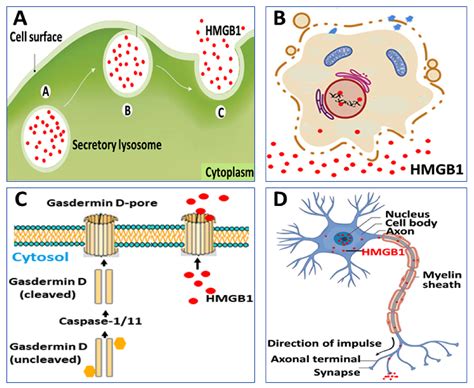 Cells Free Full Text Post Translational Modification Of Hmgb1