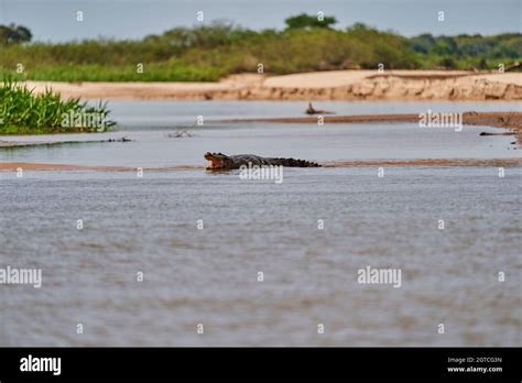 Black Caiman Habitat High Resolution Stock Photography And Images Alamy