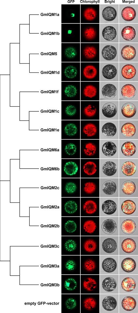 Frontiers Genome Wide Identification And Analysis Of The Iqm Gene