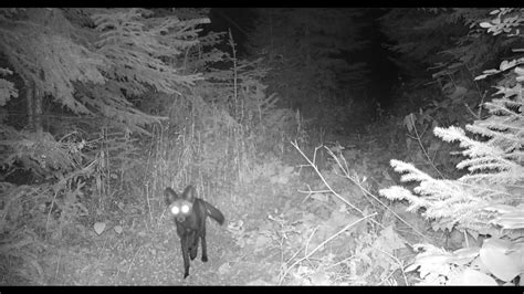 Never Before Seen Footage Of Wild Animals On Trail Camera Youtube