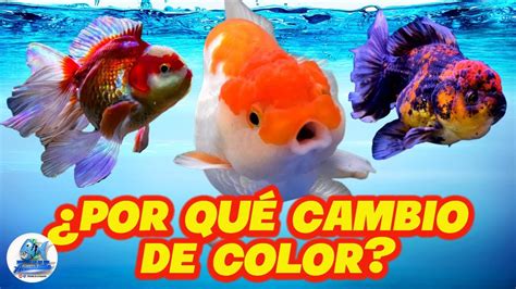 Porque Cambian De Color Los Goldfish Youtube