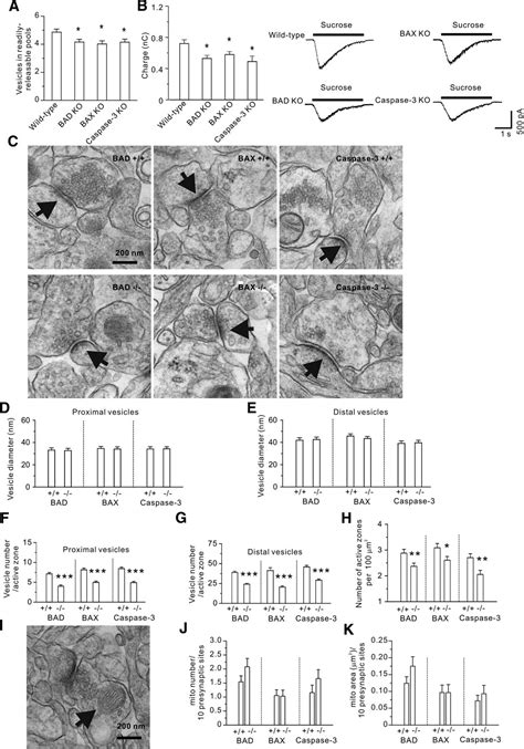 The BAD BAX Caspase 3 Cascade Modulates Synaptic Vesicle Pools Via