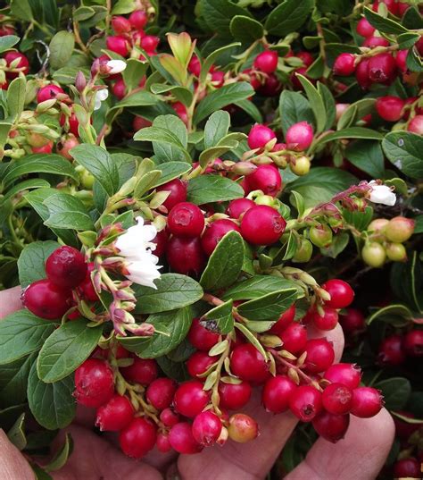 Lingonberry / Vaccinium vitis-idaea 'Koralle'