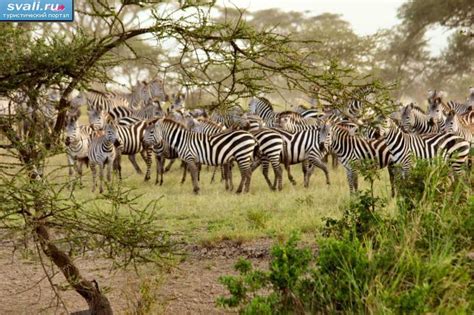 Национальный парк Серенгети (Serengeti), Танзания. | Танзания ...