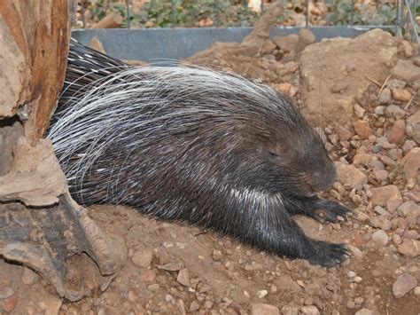 The Online Zoo - African Crested Porcupine