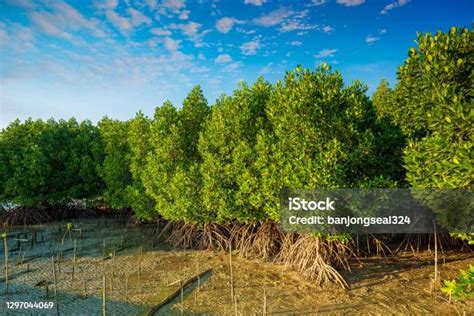 Pohon Bakau Dan Hutan Bakau Hutan Mangrove Pohon Bakau Laut Latar ...