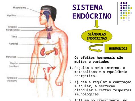 Ppt Sistema End Crino Gl Ndulas End Crinas Horm Nios Os Efeitos