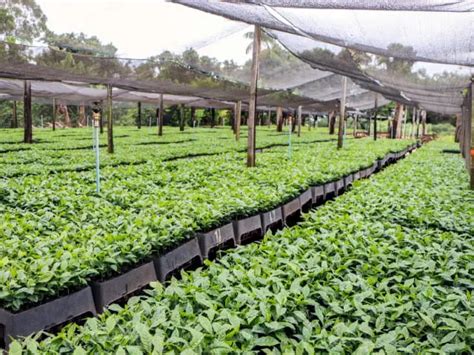 Viveiro de Mudas de Café Como Fazer e Onde Encontrar