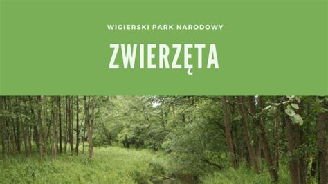 Wigierski Park Narodowy Wigierski Park Narodowy Zwierzęta